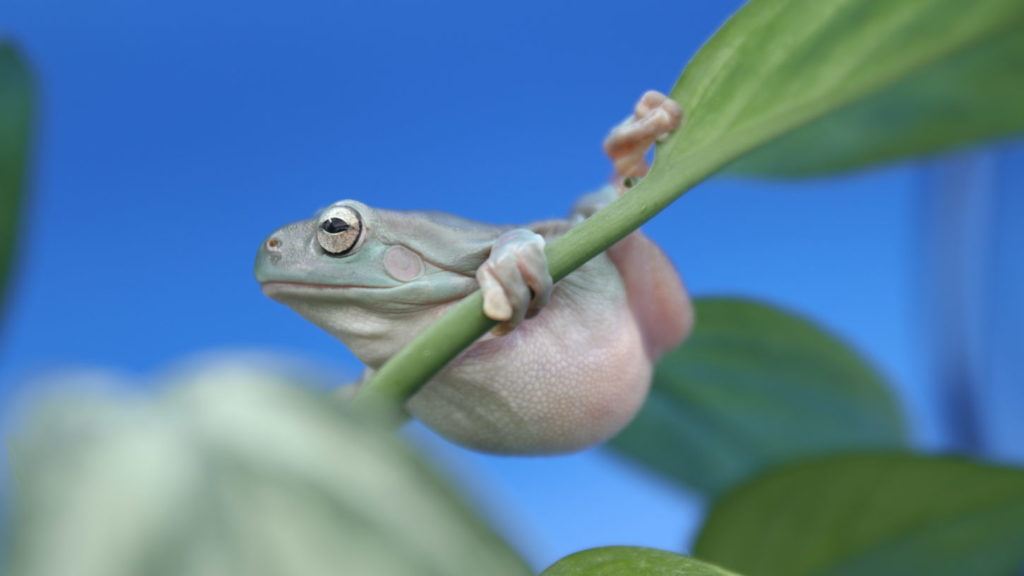 イエアマガエル・撮影・タレント・モデル・動物プロ・カエル撮影・両生類