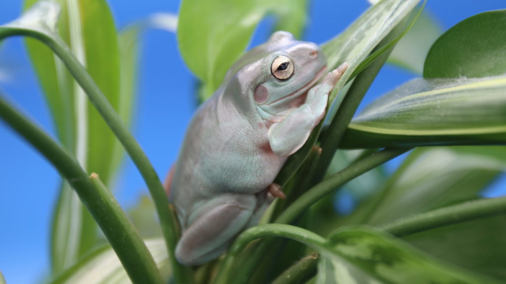 イエアマガエル・撮影・タレント・モデル・動物プロ・カエル撮影・両生類