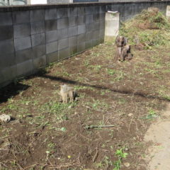 元ビジネスホテルスタジオ・戸建スタジオ・水海道・常総市・草刈り
