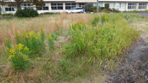 まるまる撮影で使える学校スタジオの庭の草刈り・雑草駆除・草刈り機