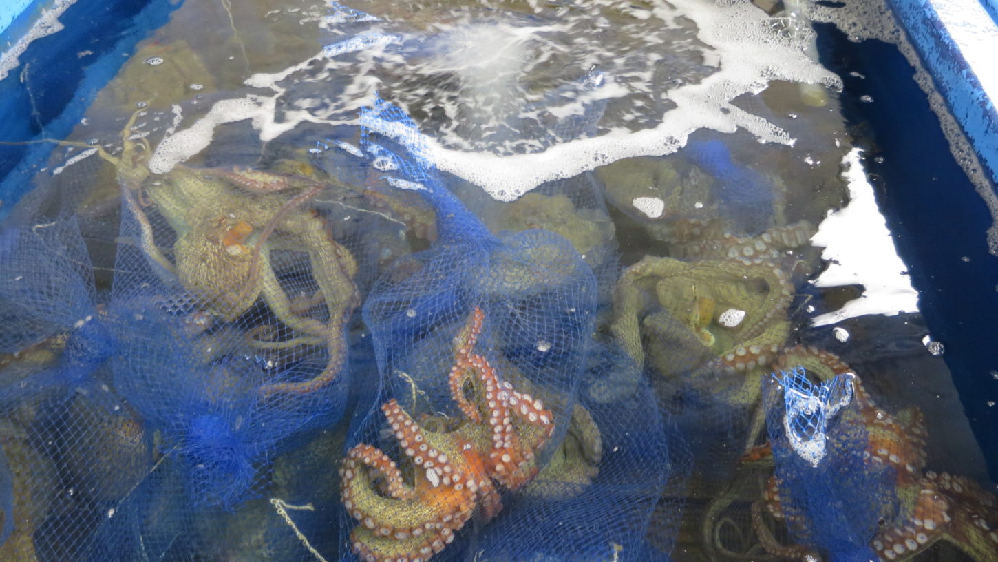 撮影用・生き物・調達・海洋生物・動物プロの仕事・生きた状態で輸送・バラエティー番組・海・酸素ボンベ・袋詰め・調査・リサーチ・聞き込み・コーデネート
