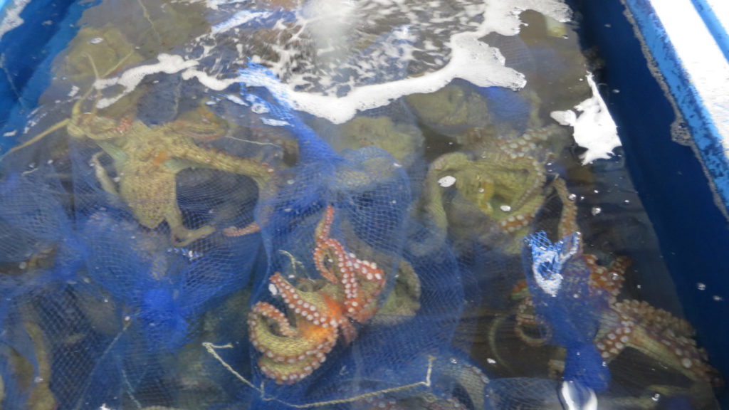 撮影用・生き物・調達・海洋生物・動物プロの仕事・生きた状態で輸送・バラエティー番組・海・酸素ボンベ・袋詰め・調査・リサーチ・聞き込み・コーデネート