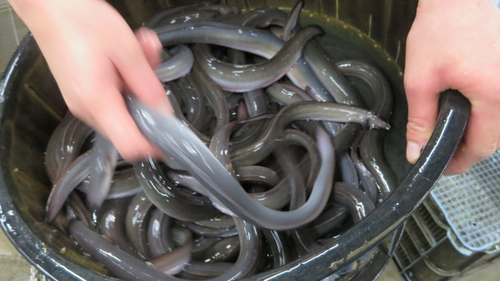 鰻撮影・うなぎ・国産・輸送・スタジオ・活魚