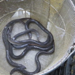 鰻撮影・うなぎ・国産・輸送・スタジオ・活魚