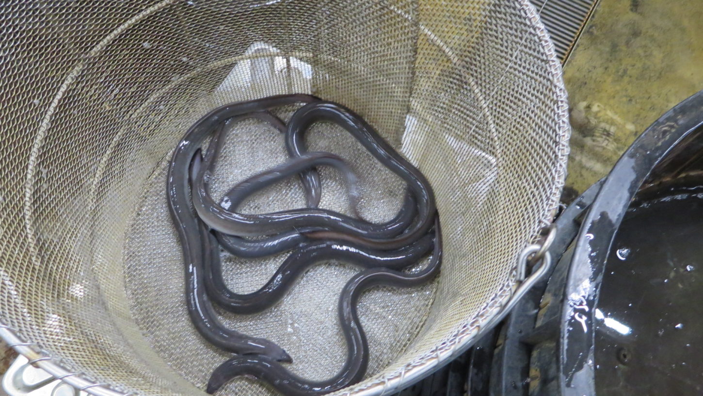 鰻撮影・うなぎ・国産・輸送・スタジオ・活魚