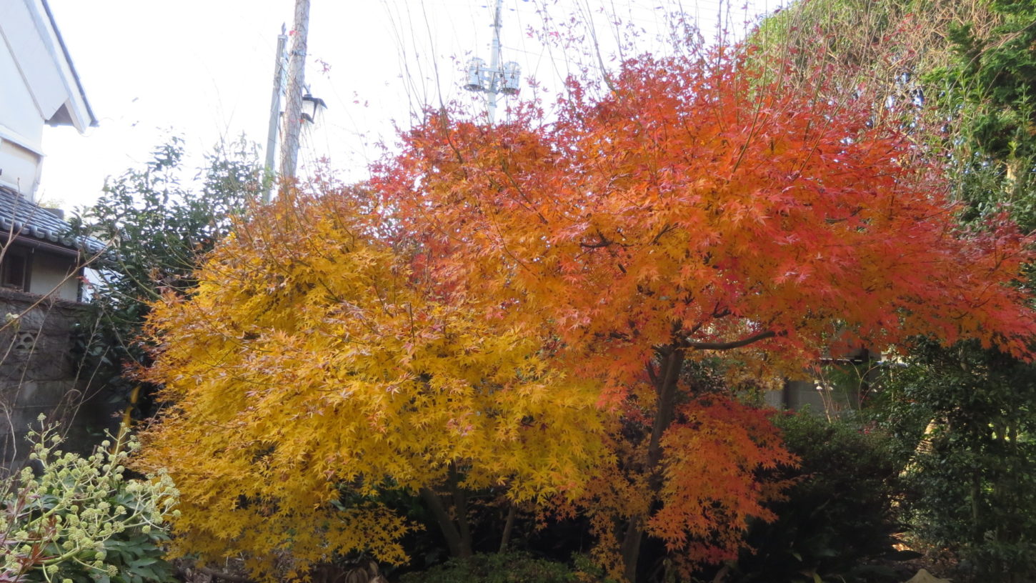 登録有形文化財橋本旅館スタジオ・紅葉・楓・庭・