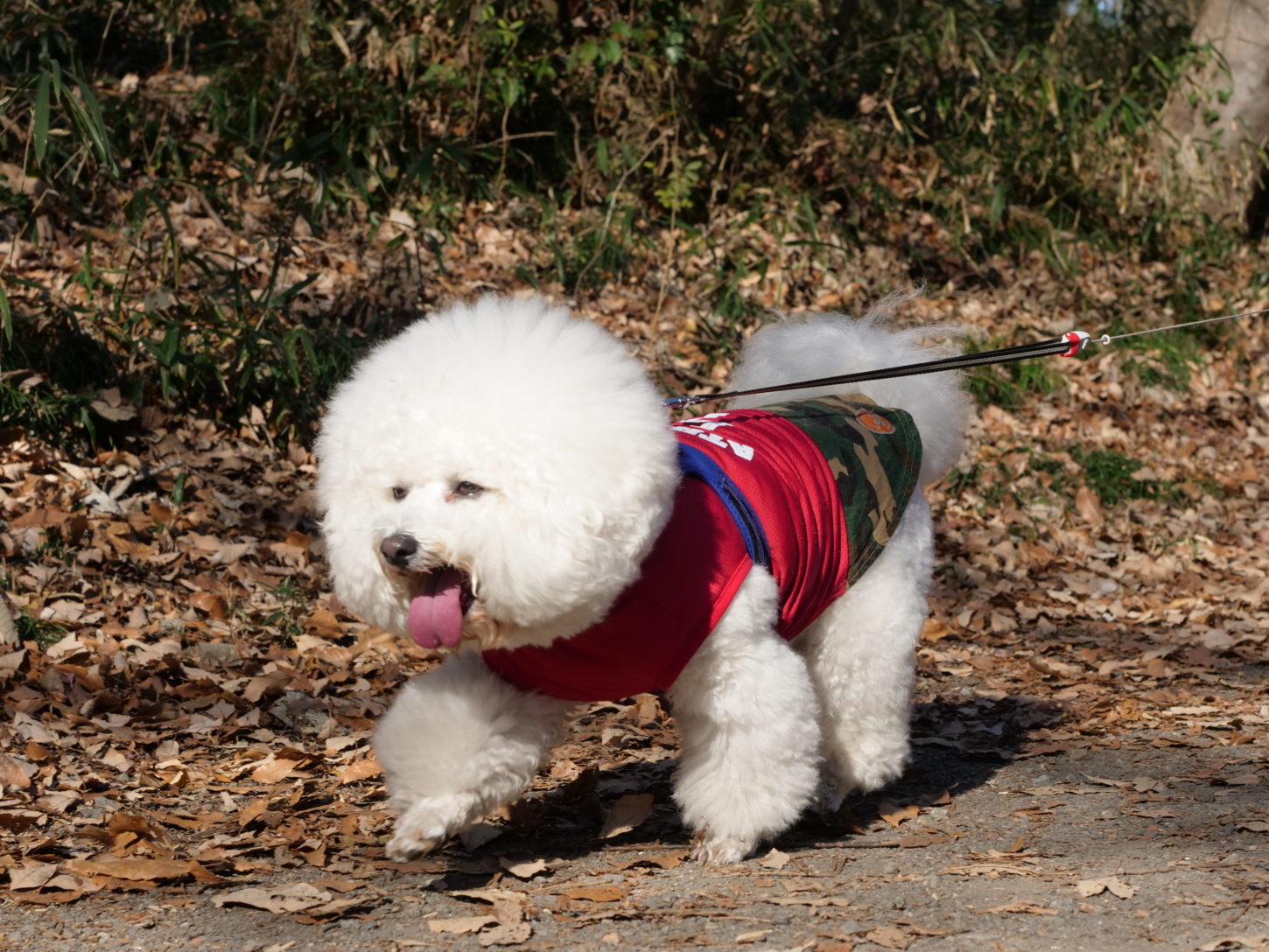 犬・ビションフリーゼ・撮影・動物プロダクション・アトリエミカミ