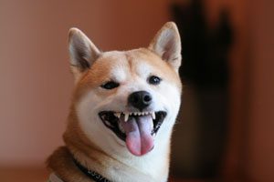 犬・猫