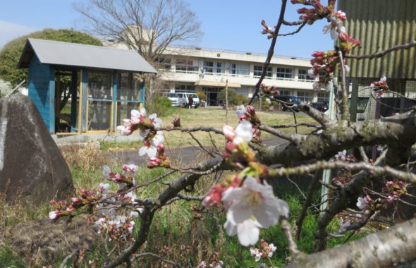 いろいろ撮影できる学校スタジオ・桜の花咲き始めました・2020年3月22日