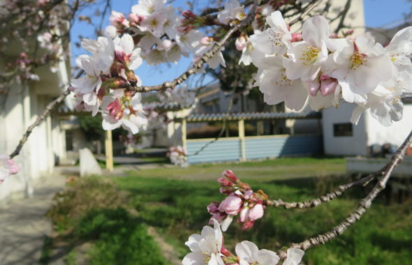 いろいろ撮影できちゃう学校スタジオ・渡り廊下・学校中庭・学校イメージ・桜シーズン・春のイメージ