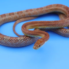 アトリエミカミの蛇タレント・蛇モデル・撮影動物・所属・動物プロダクション・へびの撮影