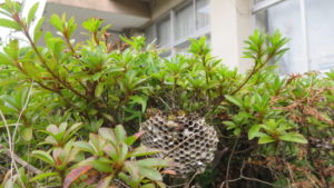 蜂・ハチ・ハチの巣・いろいろ撮影できる学校スタジオ・植え込みの中・駆除