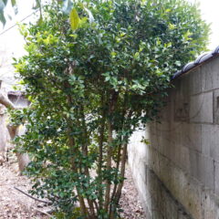 登録有形文化財橋本スタジオの庭の木が敷地からはみ出し道路に