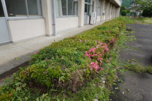 ヘッチトリマー・植え込み上の手入れ・草刈・雑草駆除・学校スタジオ