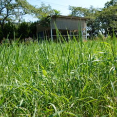 いろいろ撮影出来る学校スタジオ正面庭・草刈り・雑草天国・