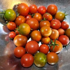登録有形文化財橋本旅館スタジオ庭で収穫トマト