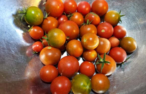 登録有形文化財橋本旅館スタジオ庭で収穫トマト