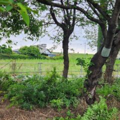 行田学校スタジオ東側フェンス周り・伐採・木がはみ出さないように・メンテナンンス・内側からカット・ＣＭ撮影・映画撮影・ミュージックビデオ撮影・再現ドラマ撮影・コスプレイベント・コスプレ撮影・YouTube撮影・ロケ地・ロケ現場・ハウススタジオ・撮影場所・高校生教室・東京近郊・埼玉県・行田市・レンタルスペース・レンタルスタジオ・