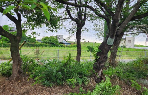 行田学校スタジオ東側フェンス周り・伐採・木がはみ出さないように・メンテナンンス・内側からカット・ＣＭ撮影・映画撮影・ミュージックビデオ撮影・再現ドラマ撮影・コスプレイベント・コスプレ撮影・YouTube撮影・ロケ地・ロケ現場・ハウススタジオ・撮影場所・高校生教室・東京近郊・埼玉県・行田市・レンタルスペース・レンタルスタジオ・
