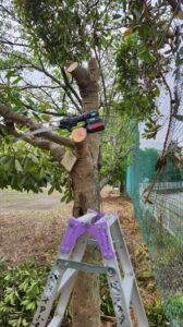 行田学校スタジオ東側フェンス周り・伐採・木がはみ出さないように・メンテナンンス・内側からカット・ＣＭ撮影・映画撮影・ミュージックビデオ撮影・再現ドラマ撮影・コスプレイベント・コスプレ撮影・YouTube撮影・ロケ地・ロケ現場・ハウススタジオ・撮影場所・高校生教室・東京近郊・埼玉県・行田市・レンタルスペース・レンタルスタジオ・レシプロソー・リョウビ・京セラ