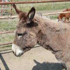 ロバ撮影・動物プロダクション・バラエティー番組貸し出し