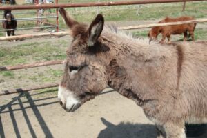 ロバ撮影・動物プロダクション・バラエティー番組貸し出し