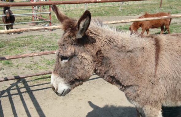 ロバ撮影・動物プロダクション・バラエティー番組貸し出し