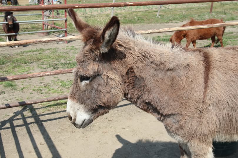 ロバ撮影・動物プロダクション・バラエティー番組貸し出し