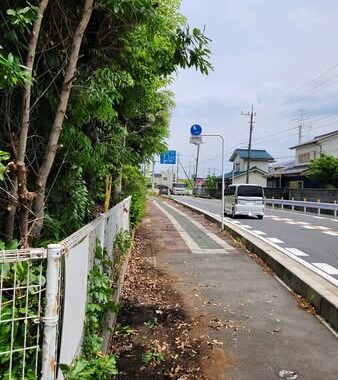 行田学校スタジオ南側フェンス周りのはみ出した枝の伐採
