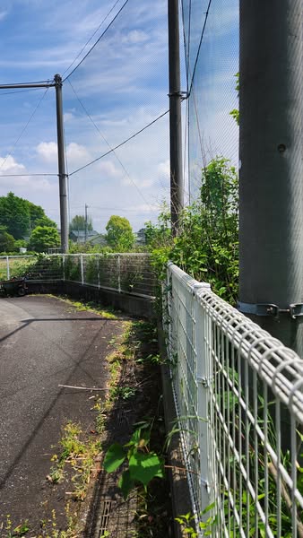 行田学校スタジオ西側フェンス周り・はみ出し枝を伐採・撤去