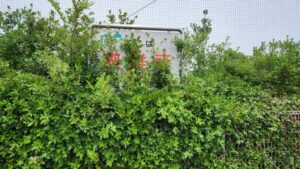 行田学校スタジオ南側フェンス周り・はみ出し枝を伐採・撤去・東京都・埼玉県・千葉県・茨城県・関東圏・ＣＭ撮影・映画撮影・ミュージックビデオ撮影・再現ドラマ撮影・コスプレイベント・コスプレ撮影・YouTube撮影・ロケ地・ロケ現場・ハウススタジオ・撮影場所・高校生教室・東京近郊・埼玉県・行田市・レンタルスペース・レンタルスタジオ・ヘッジトリマー・バリカン・電動工具・アトリエミカミ管理運営・メインロケハン・ロケハン・オールスタッフロケハン・下見・ロケ弁・ロケ地・ロケ場所郊・学校名看板撮影・撮影場所・撮影地・アトリエミカミ撮影場所管理物件・学校ロケ場所・学校ロケ地・学校・高校スタジオ・ミュージックビデオ撮影・映画撮影・ドラマ撮影・再現ドラマ撮影・YouTube撮影・コスプレ撮影・レンタルスタジオ・貸しスタジオ・ハウススタジオ・撮影場所・ロケ地・ロケ場所・アトリエミカミ管理運営・メインロケハン・ロケハン・オールスタッフロケハン・下見・ロケ弁・ロケ地・ロケ場所郊・学校名看板撮影・撮影場所・撮影地・アトリエミカミ撮影場所管理物件・学校ロケ場所・学校ロケ地・学校・高校スタジオ・ロケ弁・日本テレビ・ＴＢＳテレビ・テレビ東京・テレビ朝日・ＮＨＫ・フジテレビ・テレビ大阪・東海テレビ・メーテレ・朝日放送・中京テレビ・名古屋テレビ・北河原高等学校