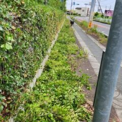 行田学校スタジオ南側フェンス周り・はみ出し枝を伐採・撤去・東京都・埼玉県・千葉県・茨城県・関東圏・ＣＭ撮影・映画撮影・ミュージックビデオ撮影・再現ドラマ撮影・コスプレイベント・コスプレ撮影・YouTube撮影・ロケ地・ロケ現場・ハウススタジオ・撮影場所・高校生教室・東京近郊・埼玉県・行田市・レンタルスペース・レンタルスタジオ・ヘッジトリマー・バリカン・電動工具・アトリエミカミ管理運営・メインロケハン・ロケハン・オールスタッフロケハン・下見・ロケ弁・ロケ地・ロケ場所郊・学校名看板撮影・撮影場所・撮影地・アトリエミカミ撮影場所管理物件・学校ロケ場所・学校ロケ地・学校・高校スタジオ・ミュージックビデオ撮影・映画撮影・ドラマ撮影・再現ドラマ撮影・YouTube撮影・コスプレ撮影・レンタルスタジオ・貸しスタジオ・ハウススタジオ・撮影場所・ロケ地・ロケ場所・アトリエミカミ管理運営・メインロケハン・ロケハン・オールスタッフロケハン・下見・ロケ弁・ロケ地・ロケ場所郊・学校名看板撮影・撮影場所・撮影地・アトリエミカミ撮影場所管理物件・学校ロケ場所・学校ロケ地・学校・高校スタジオ・ロケ弁・日本テレビ・ＴＢＳテレビ・テレビ東京・テレビ朝日・ＮＨＫ・フジテレビ・テレビ大阪・東海テレビ・メーテレ・朝日放送・中京テレビ・名古屋テレビ・北河原高等学校