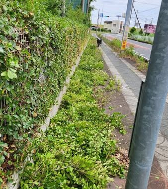 行田学校スタジオ南側フェンス周り・はみ出し枝を伐採・撤去・東京都・埼玉県・千葉県・茨城県・関東圏・ＣＭ撮影・映画撮影・ミュージックビデオ撮影・再現ドラマ撮影・コスプレイベント・コスプレ撮影・YouTube撮影・ロケ地・ロケ現場・ハウススタジオ・撮影場所・高校生教室・東京近郊・埼玉県・行田市・レンタルスペース・レンタルスタジオ・ヘッジトリマー・バリカン・電動工具・アトリエミカミ管理運営・メインロケハン・ロケハン・オールスタッフロケハン・下見・ロケ弁・ロケ地・ロケ場所郊・学校名看板撮影・撮影場所・撮影地・アトリエミカミ撮影場所管理物件・学校ロケ場所・学校ロケ地・学校・高校スタジオ・ミュージックビデオ撮影・映画撮影・ドラマ撮影・再現ドラマ撮影・YouTube撮影・コスプレ撮影・レンタルスタジオ・貸しスタジオ・ハウススタジオ・撮影場所・ロケ地・ロケ場所・アトリエミカミ管理運営・メインロケハン・ロケハン・オールスタッフロケハン・下見・ロケ弁・ロケ地・ロケ場所郊・学校名看板撮影・撮影場所・撮影地・アトリエミカミ撮影場所管理物件・学校ロケ場所・学校ロケ地・学校・高校スタジオ・ロケ弁・日本テレビ・ＴＢＳテレビ・テレビ東京・テレビ朝日・ＮＨＫ・フジテレビ・テレビ大阪・東海テレビ・メーテレ・朝日放送・中京テレビ・名古屋テレビ・北河原高等学校