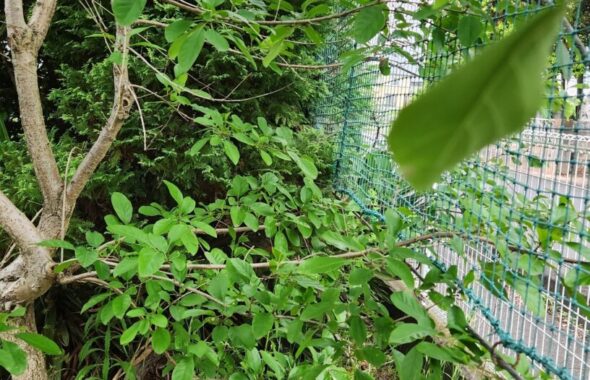 行田学校スタジオ東側フェンス周り・伐採・木がはみ出さないように・メンテナンンス・内側からカット・ＣＭ撮影・映画撮影・ミュージックビデオ撮影・再現ドラマ撮影・コスプレイベント・コスプレ撮影・YouTube撮影・ロケ地・ロケ現場・ハウススタジオ・撮影場所・高校生教室・東京近郊・埼玉県・行田市・レンタルスペース・レンタルスタジオ・東京都・埼玉県・千葉県・茨城県・関東圏