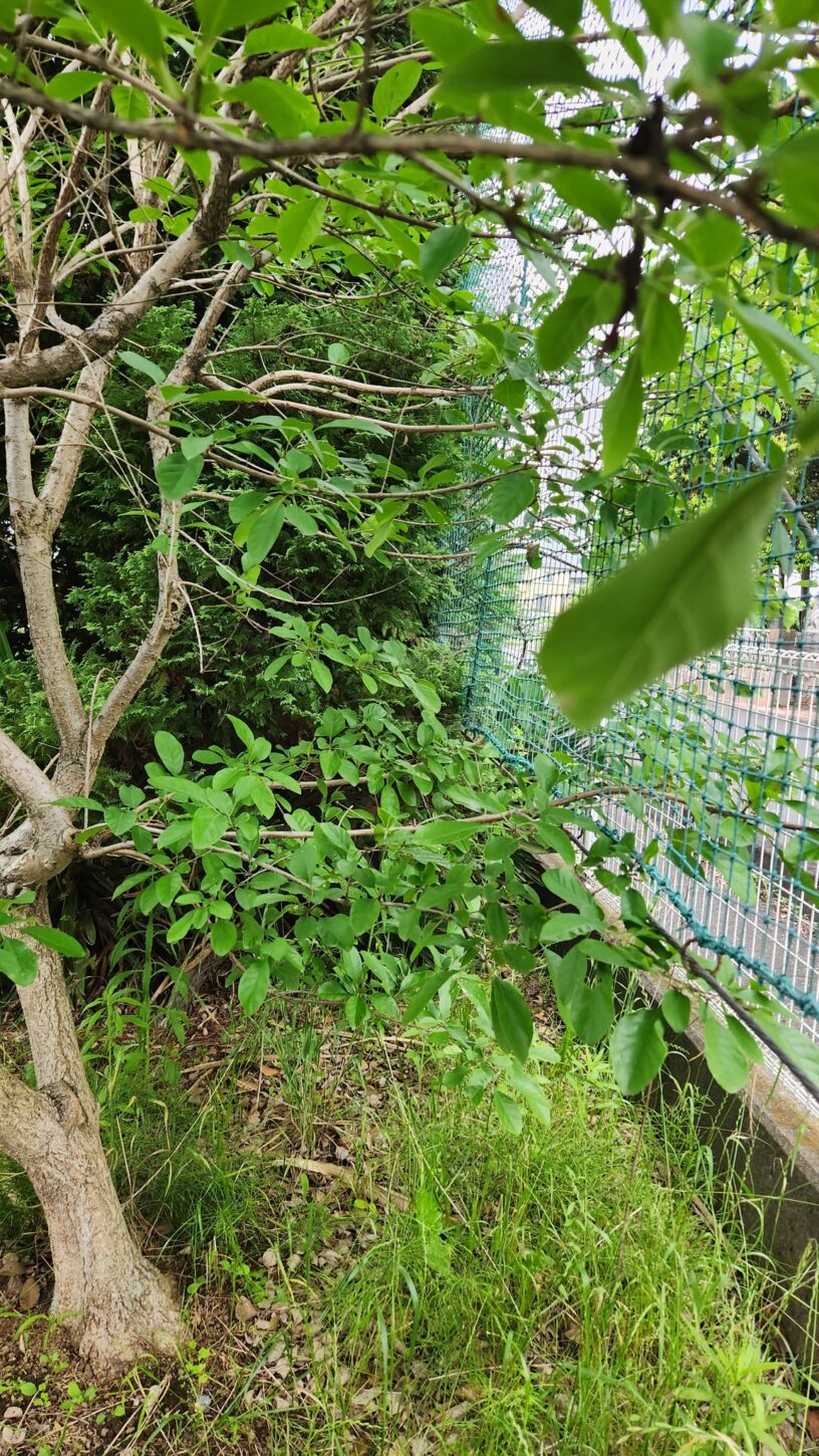 行田学校スタジオ東側フェンス周り・伐採・木がはみ出さないように・メンテナンンス・内側からカット・CM撮影・映画撮影・ミュージックビデオ撮影・再現ドラマ撮影・コスプレイベント・コスプレ撮影・YouTube撮影・ロケ地・ロケ現場・ハウススタジオ・撮影場所・高校生教室・東京近郊・埼玉県・行田市・レンタルスペース・レンタルスタジオ・東京都・埼玉県・千葉県・茨城県・関東圏