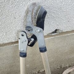 行田学校スタジオ・フェンスメンテナンス・外にはみ出した枝・伐採・エア切狭・スタジオ管理・スタジオメンテナンス・高校・登下校・撮影場所・ドラマ撮影・ミュージックビデオ撮影・YouTube撮影・映画撮影