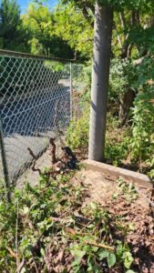 行田学校スタジオ西側フェンスメンテナンス・フェンス内側の木・外にはみ出した枝・伐採・電動へッチトリマー。電動バサミ・スタジオ管理・スタジオメンテナンス・高校・登下校・撮影場所・ドラマ撮影・ミュージックビデオ撮影・YouTube撮影・映画撮影・ＣＭ撮影・映画撮影・ミュージックビデオ撮影・再現ドラマ撮影・コスプレイベント・コスプレ撮影・YouTube撮影・ロケ地・ロケ現場・ハウススタジオ・撮影場所・高校生教室・東京近郊・埼玉県・行田市・レンタルスペース・レンタルスタジオ・ヘッジトリマー・バリカン・電動工具・アトリエミカミ管理運営・メインロケハン・ロケハン・オールスタッフロケハン・下見・ロケ弁・ロケ地・ロケ場所郊・学校名看板撮影・撮影場所・撮影地・アトリエミカミ撮影場所管理物件・学校ロケ場所・学校ロケ地・学校・高校スタジオ・ミュージックビデオ撮影・映画撮影・ドラマ撮影・再現ドラマ撮影・YouTube撮影・コスプレ撮影・レンタルスタジオ・貸しスタジオ・ハウススタジオ・撮影場所・ロケ地・ロケ場所・アトリエミカミ管理運営・メインロケハン・ロケハン・オールスタッフロケハン・下見・ロケ弁・ロケ地・ロケ場所郊・学校名看板撮影・撮影場所・撮影地・アトリエミカミ撮影場所管理物件・学校ロケ場所・学校ロケ地・学校・高校スタジオ・ロケ弁・日本テレビ・ＴＢＳテレビ・テレビ東京・テレビ朝日・ＮＨＫ・フジテレビ・テレビ大阪・東海テレビ・メーテレ・朝日放送・中京テレビ・名古屋テレビ・北河原高等学校