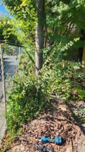 行田学校スタジオ西側フェンスメンテナンス・外にはみ出した枝・伐採・電動へッチトリマー。電動バサミ・スタジオ管理・スタジオメンテナンス・高校・登下校・撮影場所・ドラマ撮影・ミュージックビデオ撮影・YouTube撮影・映画撮影・CM撮影・映画撮影・ミュージックビデオ撮影・再現ドラマ撮影・コスプレイベント・コスプレ撮影・YouTube撮影・ロケ地・ロケ現場・ハウススタジオ・撮影場所・高校生教室・東京近郊・埼玉県・行田市・レンタルスペース・レンタルスタジオ・ヘッジトリマー・バリカン・電動工具・アトリエミカミ管理運営・メインロケハン・ロケハン・オールスタッフロケハン・下見・ロケ弁・ロケ地・ロケ場所郊・学校名看板撮影・撮影場所・撮影地・アトリエミカミ撮影場所管理物件・学校ロケ場所・学校ロケ地・学校・高校スタジオ・ミュージックビデオ撮影・映画撮影・ドラマ撮影・再現ドラマ撮影・YouTube撮影・コスプレ撮影・レンタルスタジオ・貸しスタジオ・ハウススタジオ・撮影場所・ロケ地・ロケ場所・アトリエミカミ管理運営・メインロケハン・ロケハン・オールスタッフロケハン・下見・ロケ弁・ロケ地・ロケ場所郊・学校名看板撮影・撮影場所・撮影地・アトリエミカミ撮影場所管理物件・学校ロケ場所・学校ロケ地・学校・高校スタジオ・ロケ弁・日本テレビ・TBSテレビ・テレビ東京・テレビ朝日・NHK・フジテレビ・テレビ大阪・東海テレビ・メーテレ・朝日放送・中京テレビ・名古屋テレビ・北河原高等学校