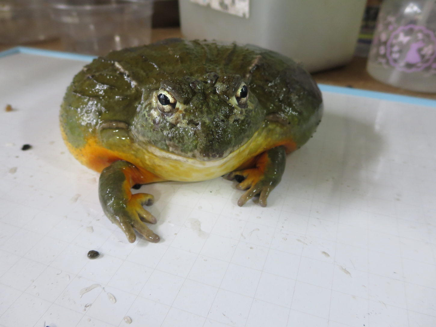 ウシガエル 舌 – ツノガエル 舌 – NDJI