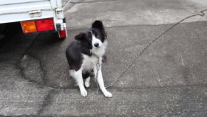 撮影で使える学校スタジオ・近所のボダーコリー・犬・東京近郊・ロケ地