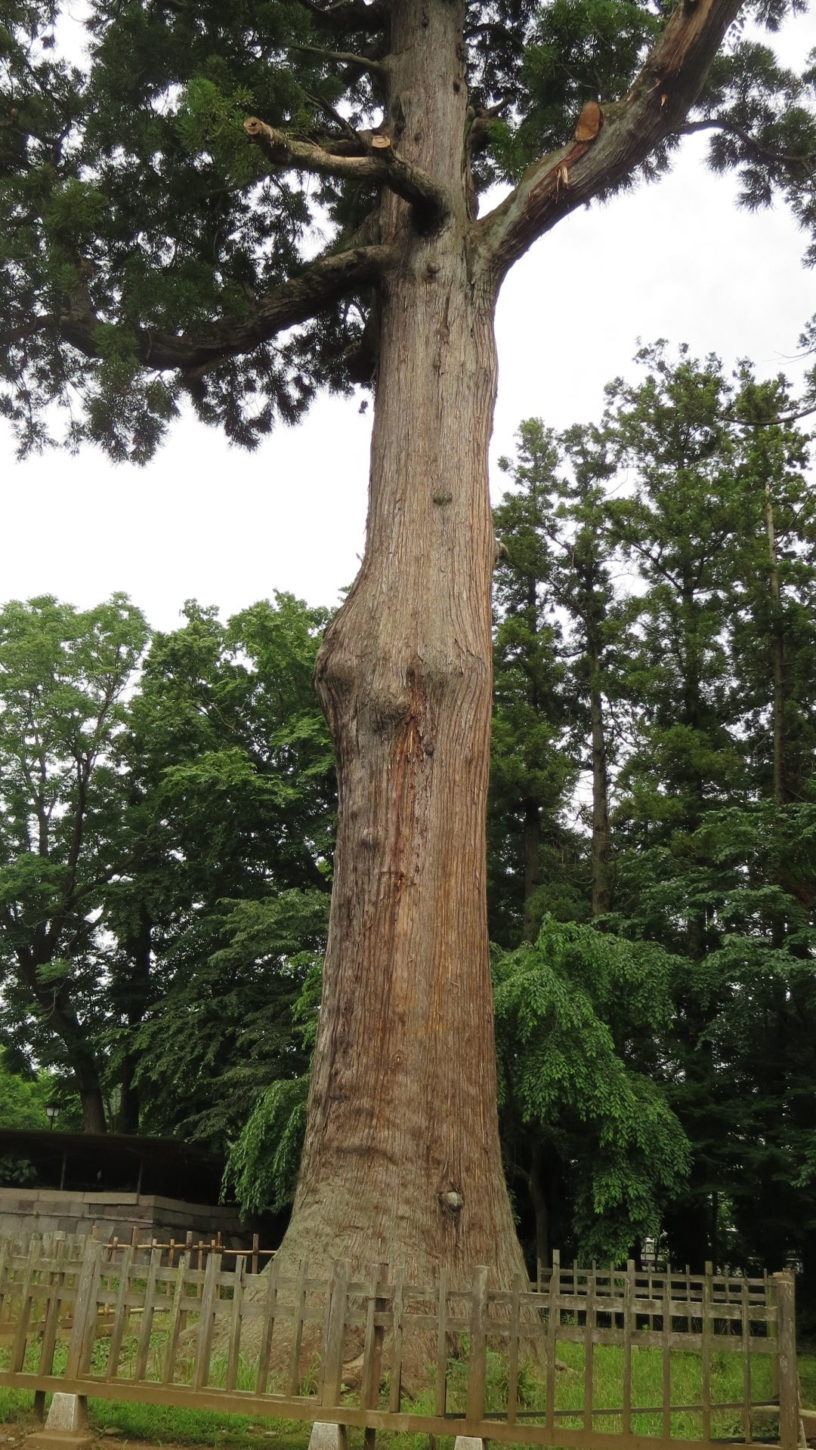 IMG_3408天樹院弘経寺 アクセス抜群の大型撮影スタジオ