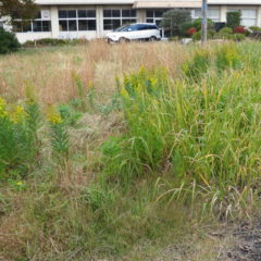 まるまる撮影で使える学校スタジオの庭の草刈り・雑草駆除・草刈り機